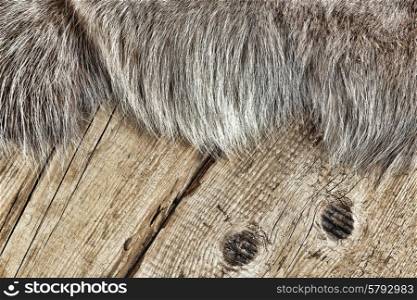 Old dilapidated boards and reindeer fur