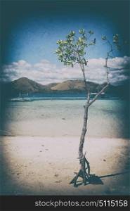 old dirty in the philippines island beautiful cosatline tree hill and boat for tourist