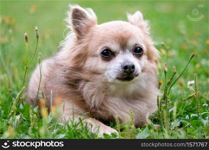 Old dog Chihuahua in green grass on a summer day
