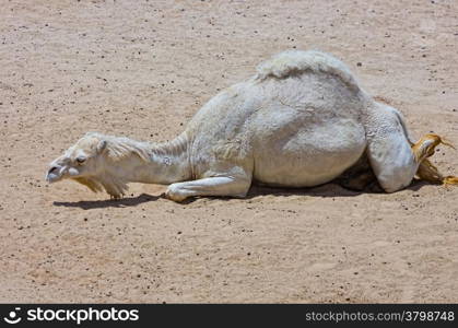 old Dromedary under the Sun