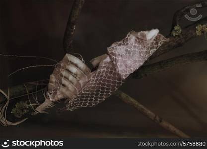 Old dropped snake skin on the branchesOld dropped snake skin on the branches