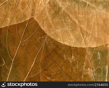 old dry leaves surface texture