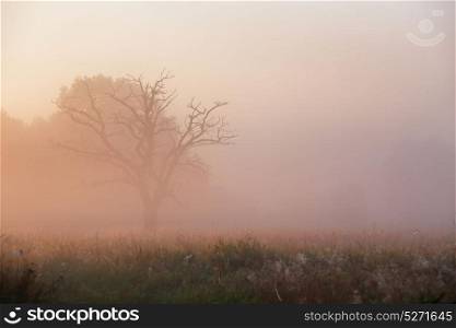Old dry oak tree in morning fog. Misty autumn sunrise over the meadow.