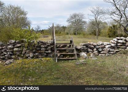 Old dry stone wall with a wooden stile in a meadow by springtime at the island Oland in Sweden