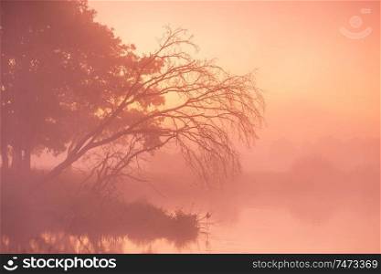 Old dry trees and oaks on autumn foggy rural sunrise. Sunny dawn on river Neman, Belarus.