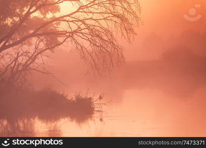 Old dry trees and oaks on autumn foggy rural sunrise. Sunny dawn on river Neman, Belarus.