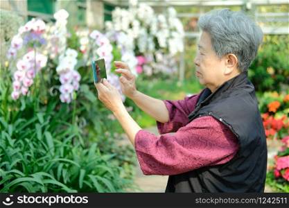 old elder woman taking flower photo in garden. asian elderly female relaxing outdoors. senior leisure lifestyle