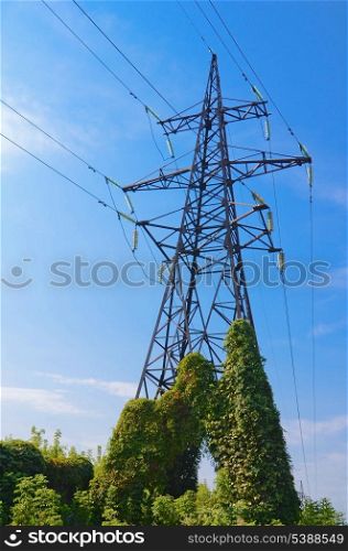 Old electricity pylon covered wild vine against blue sky