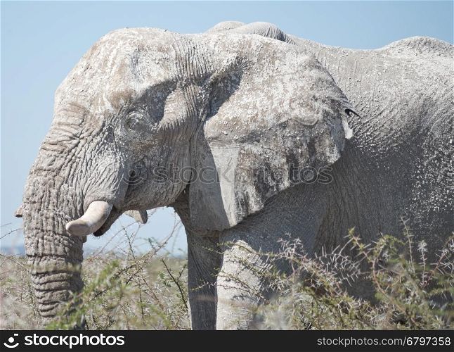 old elephant in Africa