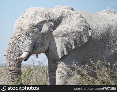 old elephant in Africa