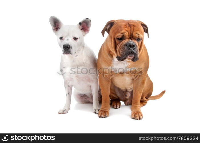 Old english bulldog, mix french bulldog/cattle dog. Old english bulldog, mix french bulldog/cattle dog lying on front isolated on a white background