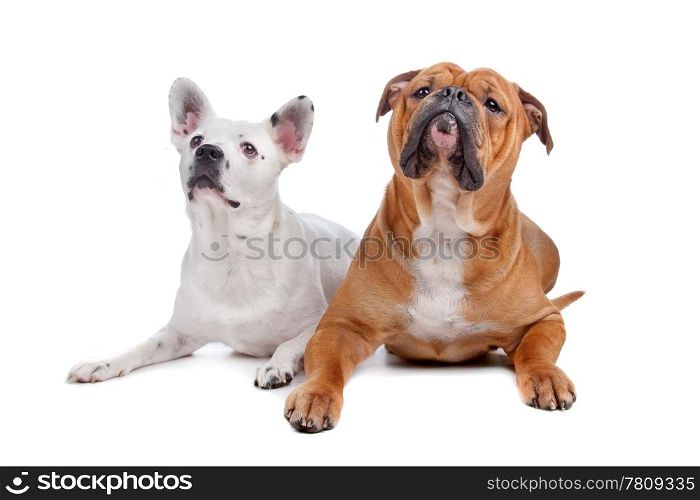 Old english bulldog, mix french bulldog/cattle dog. Old english bulldog, mix french bulldog/cattle dog lying on front isolated on a white background