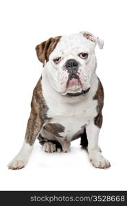 Old English Bulldog. Old English Bulldog in front of a white background