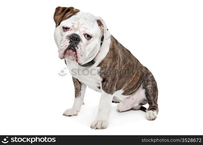 Old English Bulldog. Old English Bulldog in front of a white background