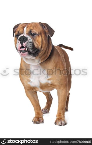 Old English Bulldog. Old English Bulldog in front of a white background