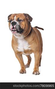 Old English Bulldog. Old English Bulldog in front of a white background