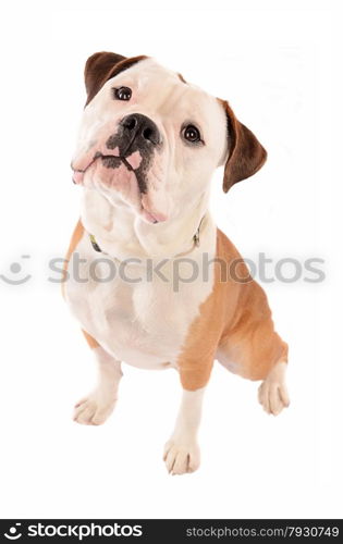 Old English Bulldog Sitting on White Background with head tilted