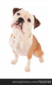 Old English Bulldog Sitting on White Background with head tilted