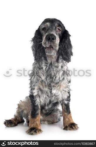 old english cocker in front of white background