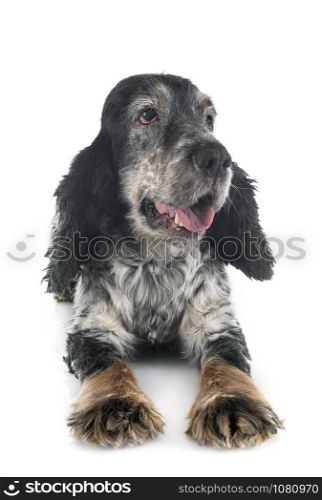 old english cocker in front of white background