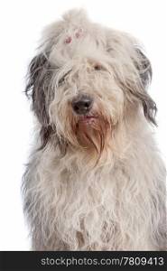 Old English Sheepdog. Old English Sheepdog in front of a white background