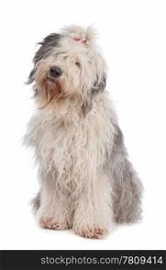 Old English Sheepdog. Old English Sheepdog in front of a white background