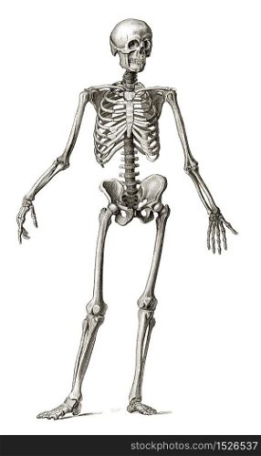 Old engraving illustration of human skeleton front view lots of details. Old engraving of human skeleton