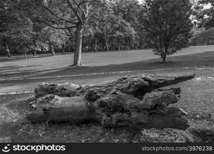 Old fallen cut tree on a meadow in Leazes Park in Newcastle, UK in black and white