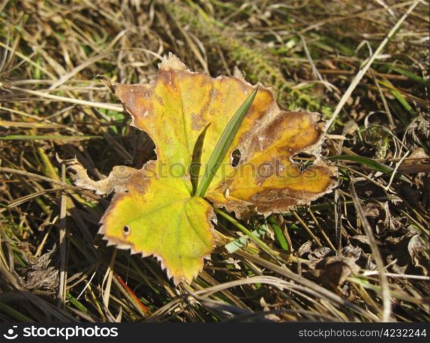 Old fallen leaf on the ground and new grass