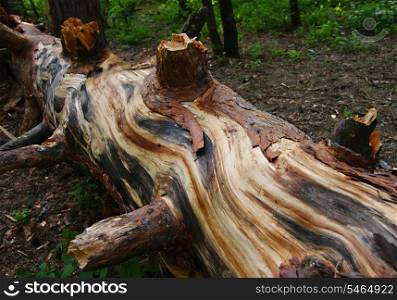 old fallen pine tree in the forest