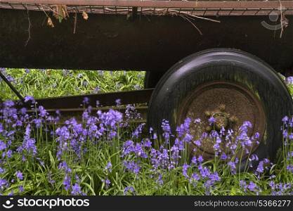 Old farm machinery in bluebell flowers in Spring forest landscape