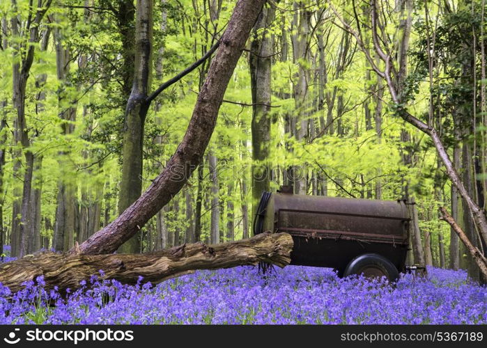 Old farm machinery in bluebell flowers in Spring forest landscape