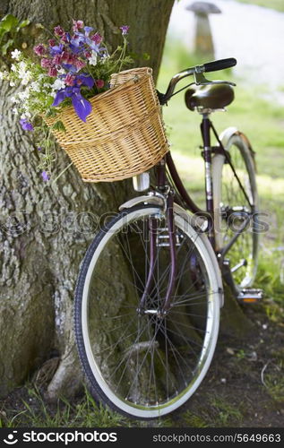 Old Fashioned Bicycle Leaning Against Tree