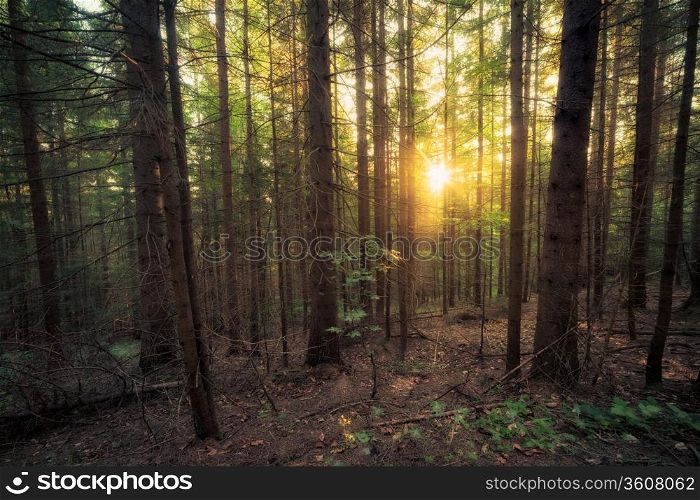 Old forest at sunny morning