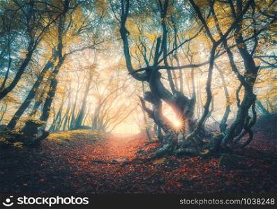 Old forest in fog at sunset in fall. Autumn colors. Magical old trees with sun rays. Colorful dreamy landscape with foggy forest, sunlight, red and yellow leaves. Beautiful enchanted trees in mist