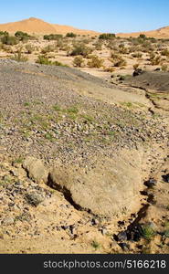 old fossil in the desert of morocco sahara and rock stone sky