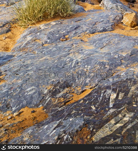 old fossil in the desert of morocco sahara and rock stone sky