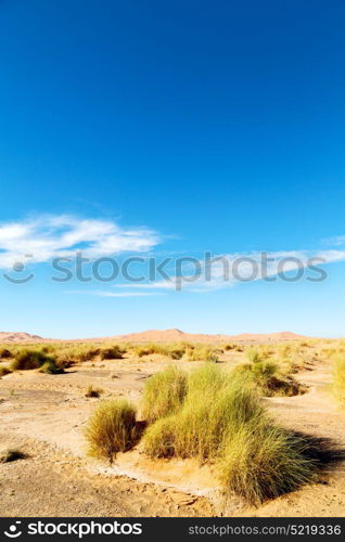 old fossil in the desert of morocco sahara and rock stone sky