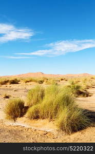 old fossil in the desert of morocco sahara and rock stone sky