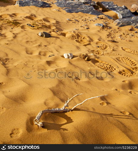 old fossil in the desert of morocco sahara and rock stone sky