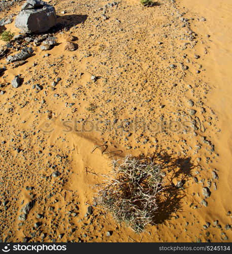 old fossil in the desert of morocco sahara and rock stone sky