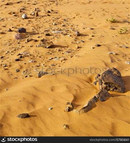 old fossil in the desert of morocco sahara and rock stone sky