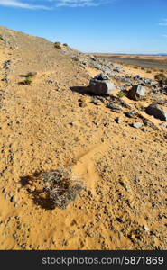 old fossil in the desert of morocco sahara and rock stone sky