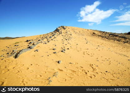 old fossil in the desert of morocco sahara and rock stone sky