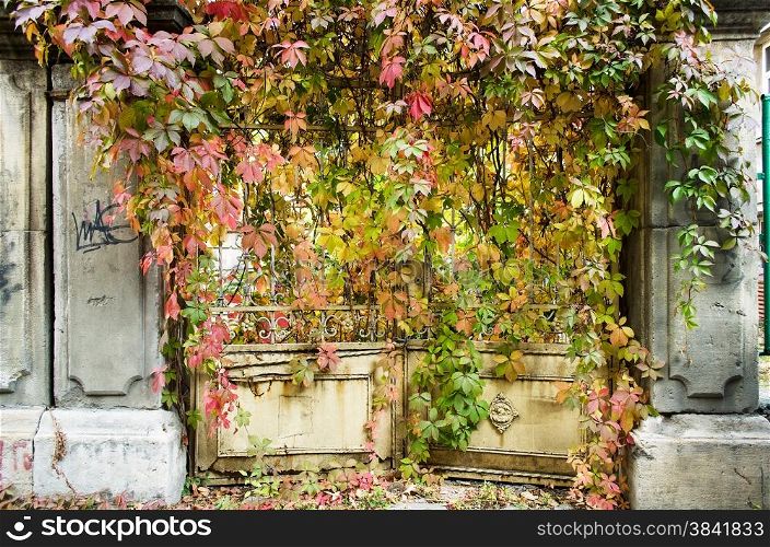Old gates door with autumn leaves
