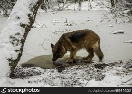 old german shepherd dog drinking water in a small hole in the ice in the winter with snow in the forest. old german shepherd dog drinking water