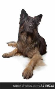 Old German Shepherd Dog. Old German Shepherd Dog in front of a white background
