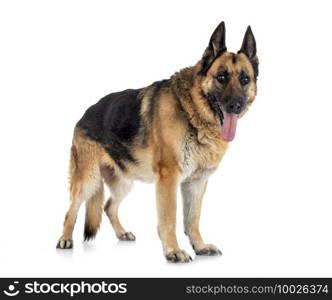 old german shepherd in front of white background