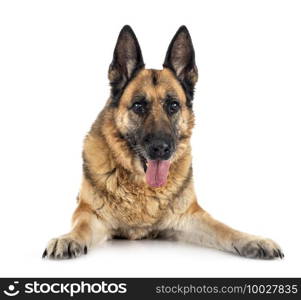 old german shepherd in front of white background