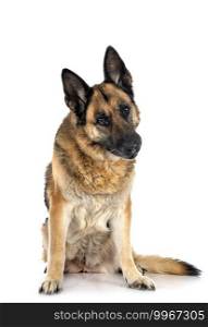 old german shepherd in front of white background